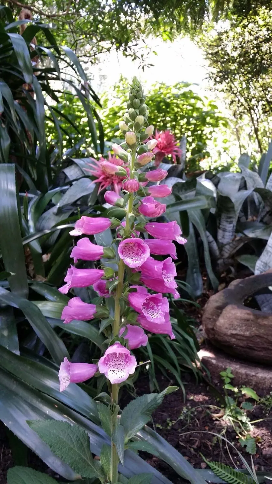Foxgloves in flower