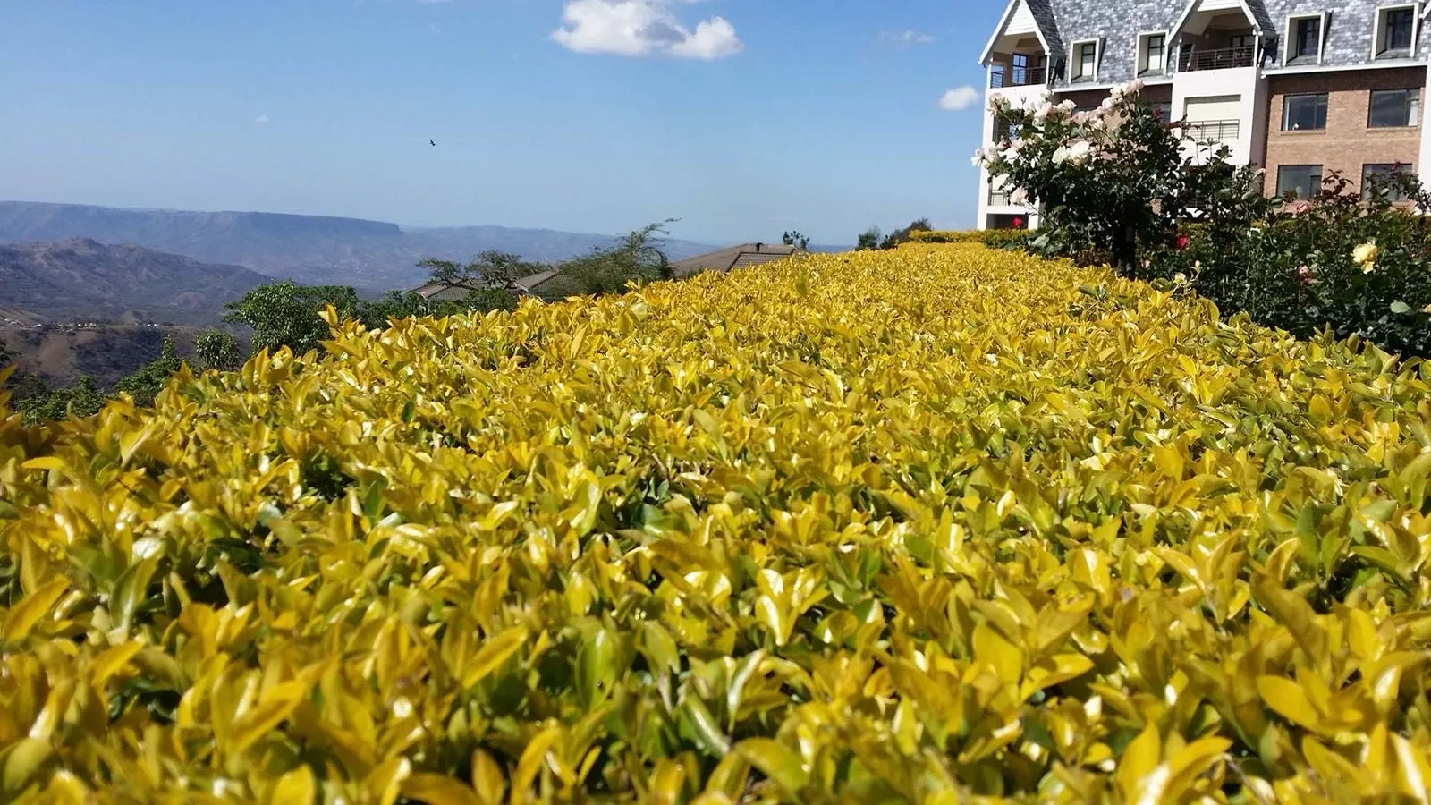 A bank of yellow daisies