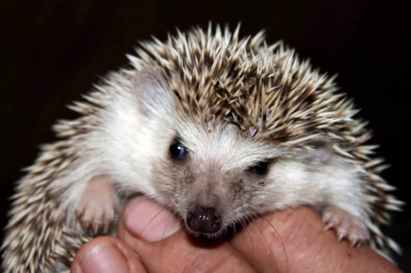 A hedgehog held in two hands