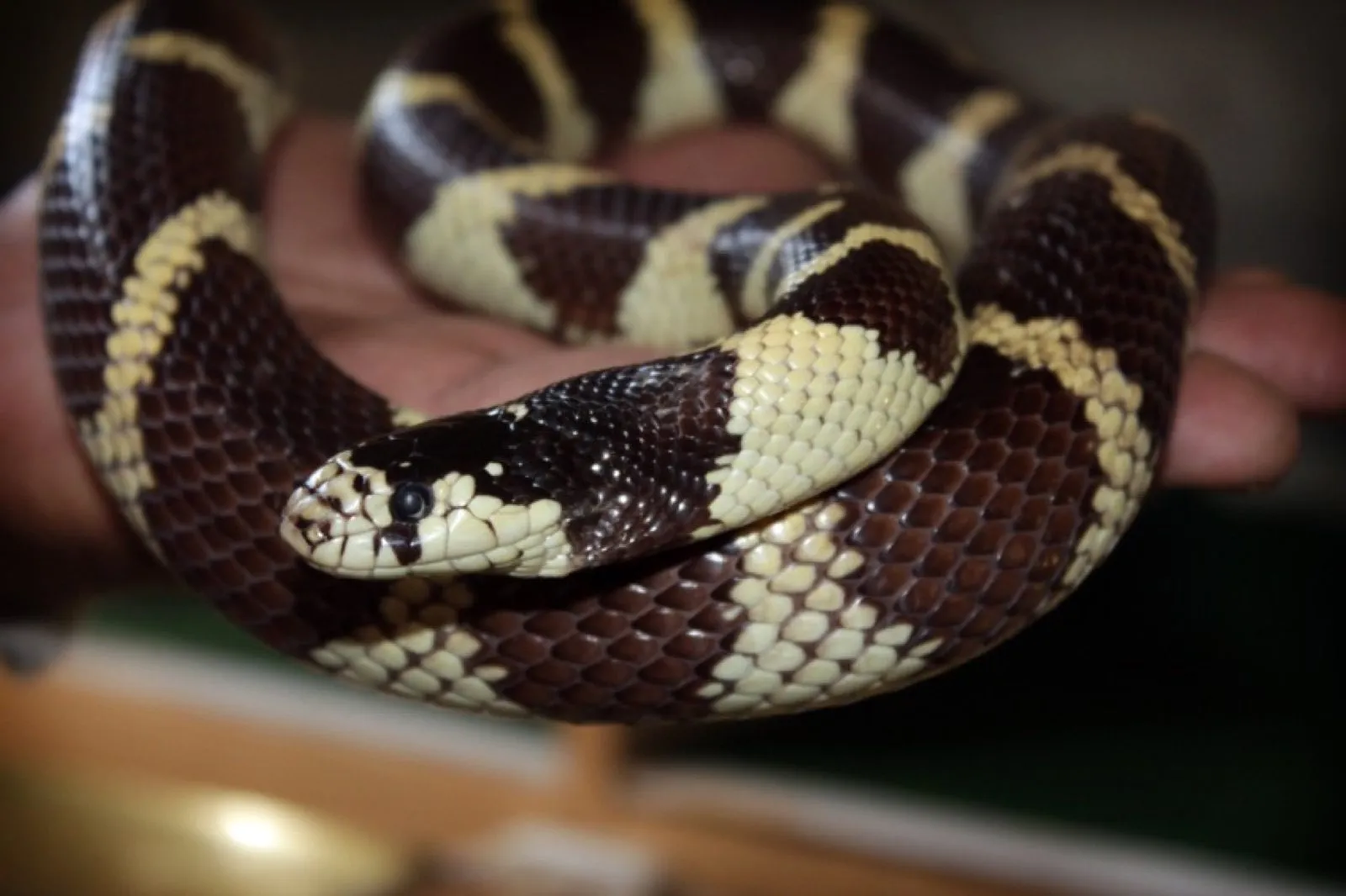 A banded snake coiled around a wrist