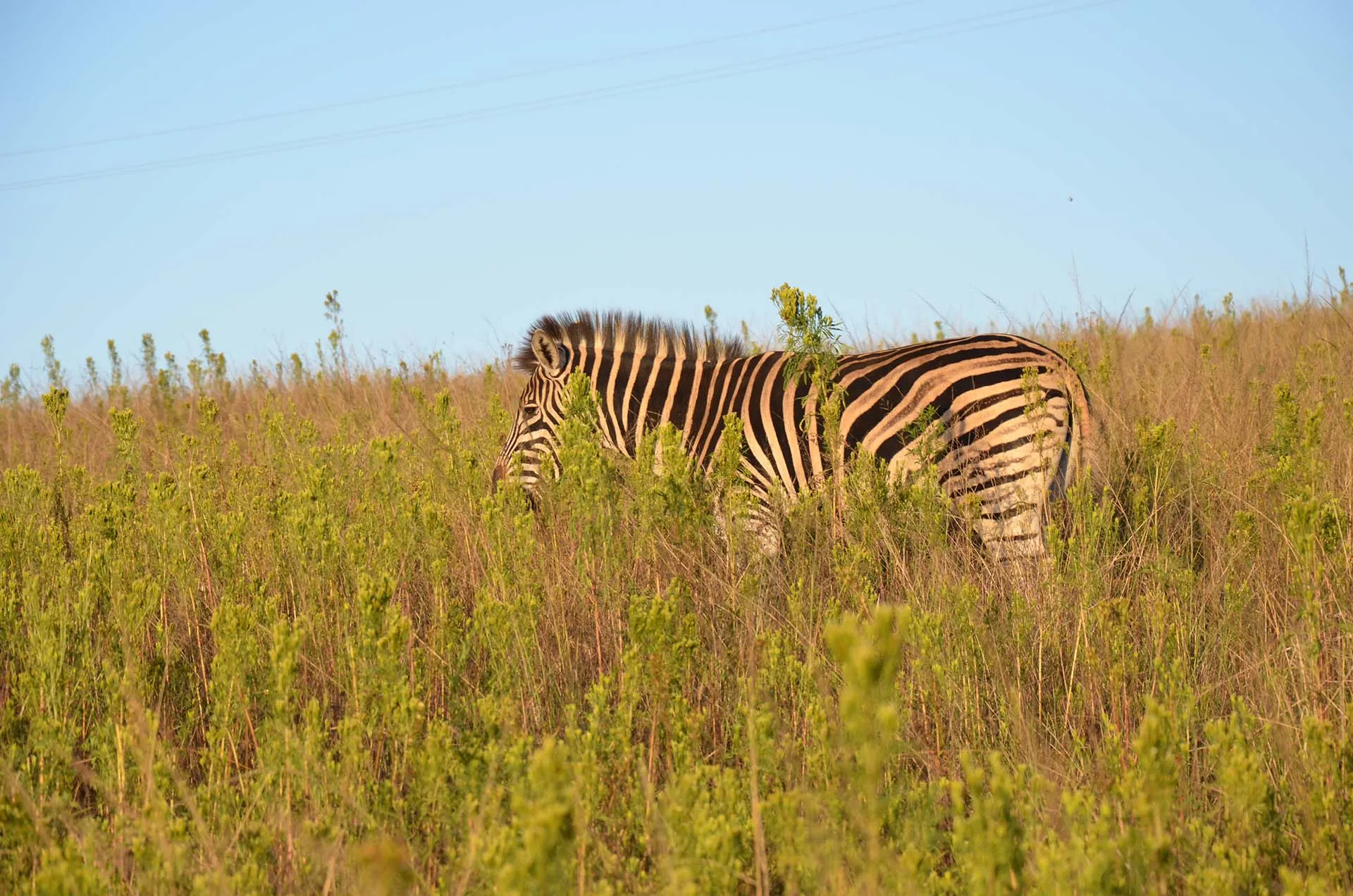 A zebra standing shoulder-deep in summer grass
