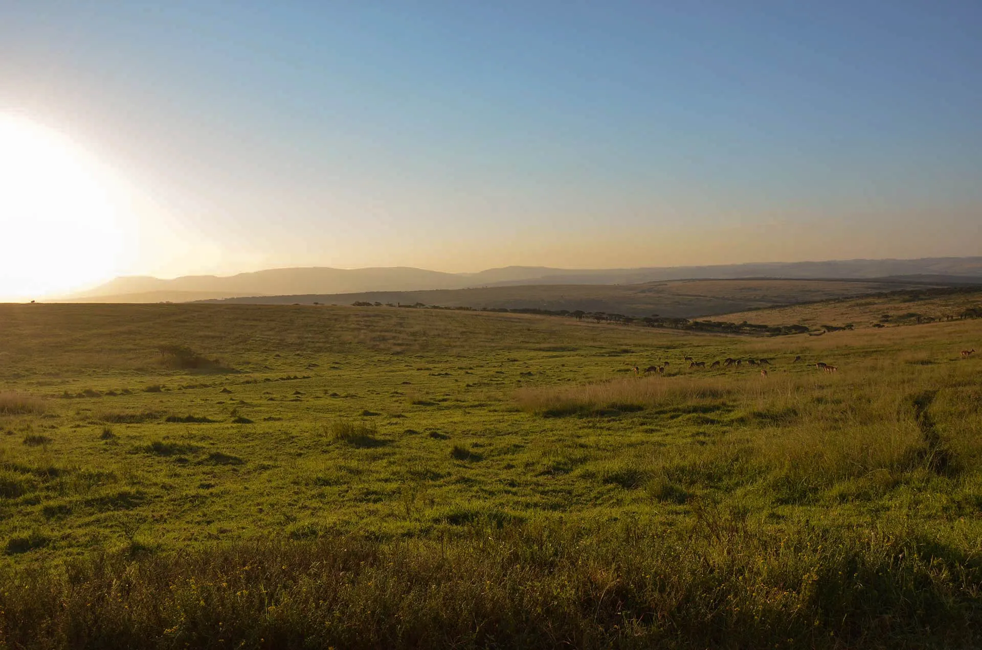 Mist lying over the grassland at first light