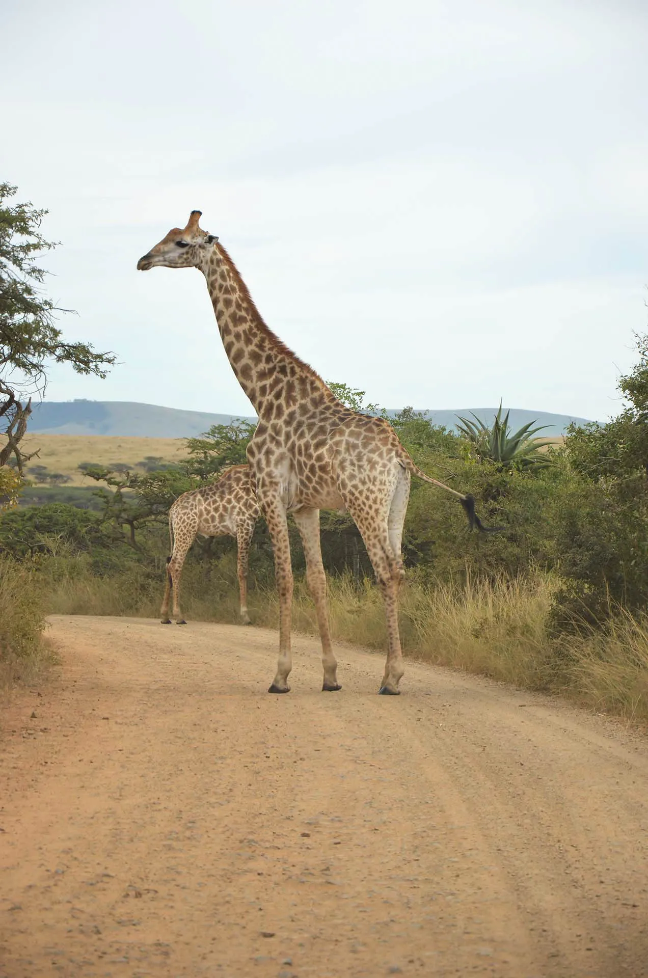 A giraffe standing in the middle of the reserve road