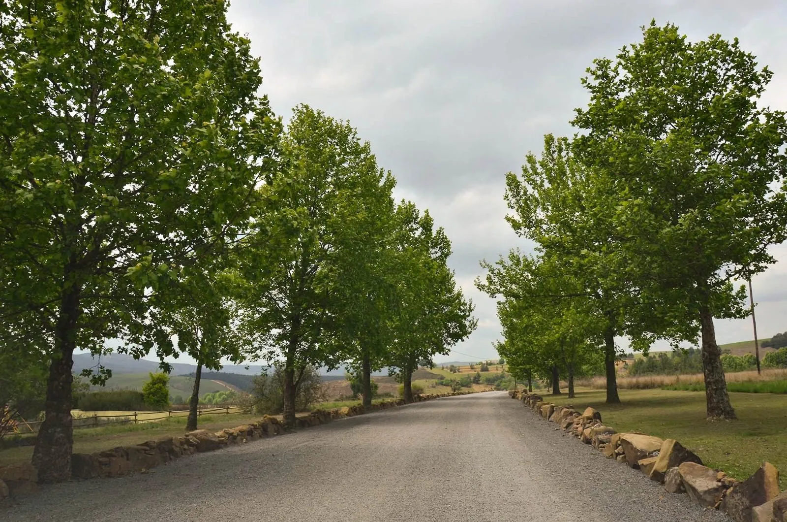 A tree-lined country road in the Midlands
