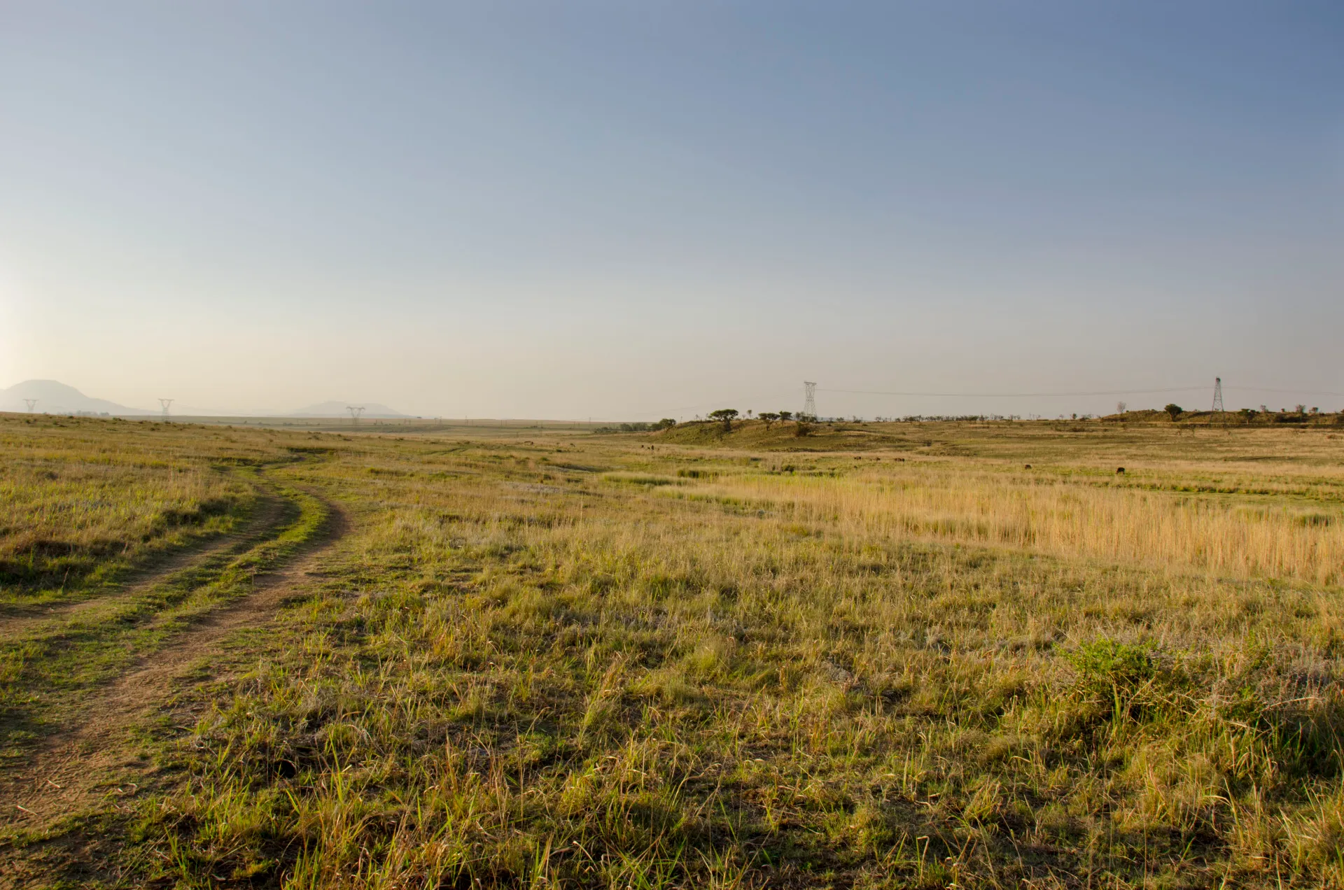 A two-track road running away through golden summer grass