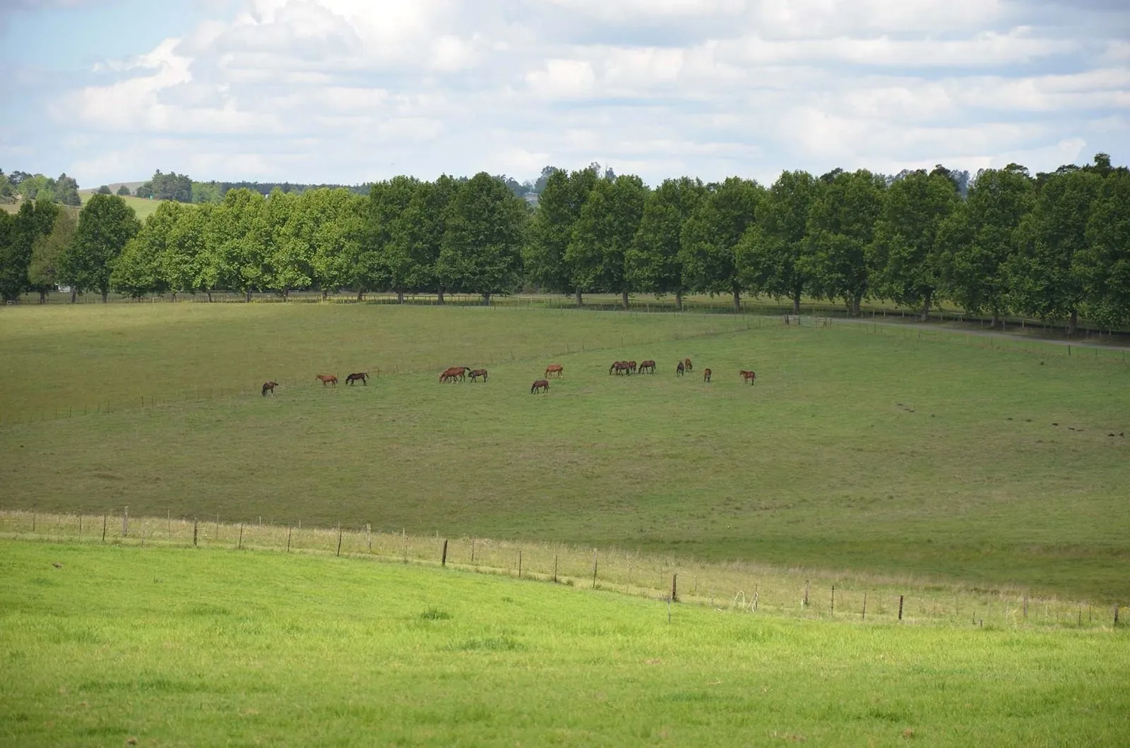 The pasture running away to the trees