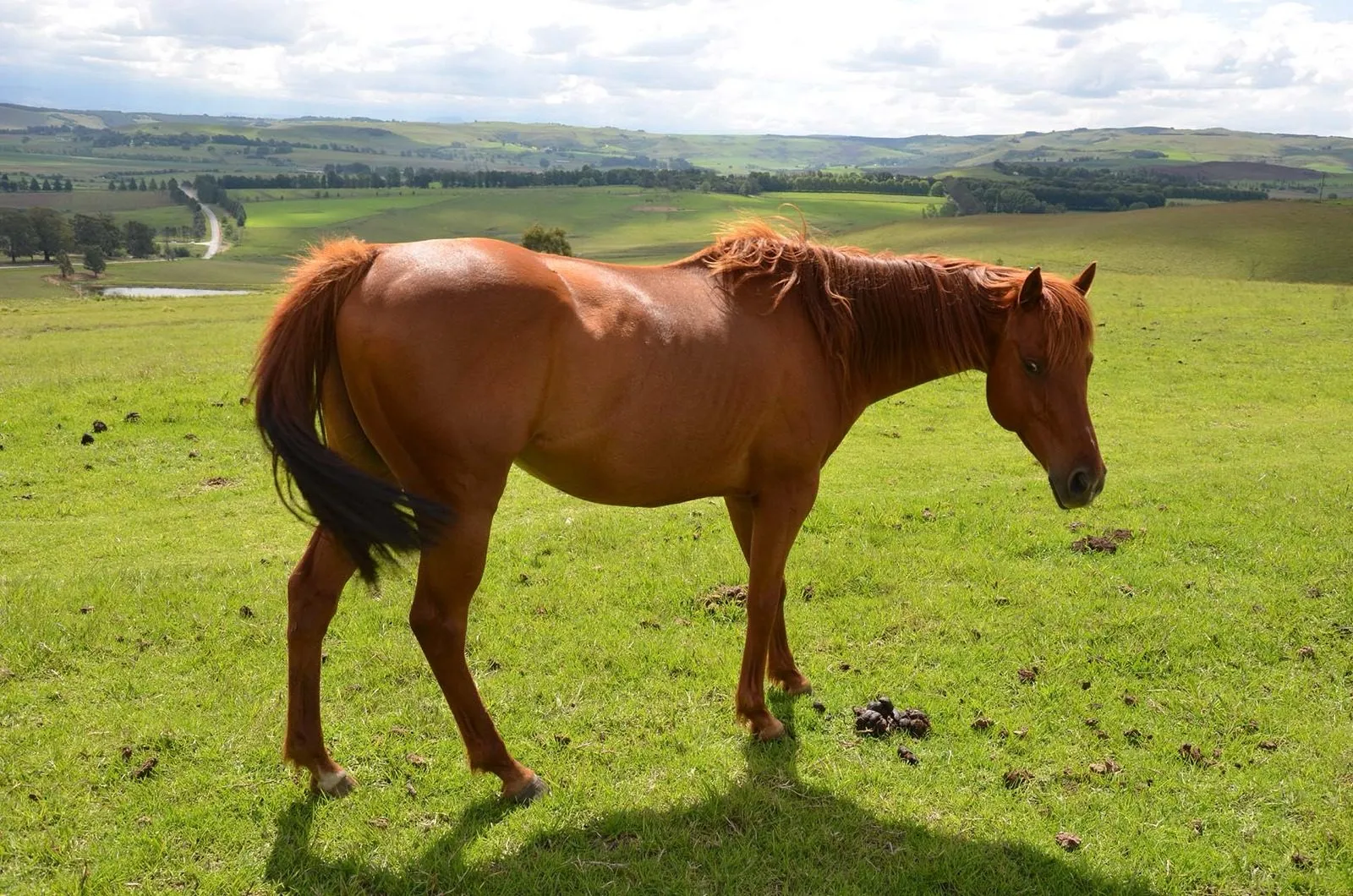 A chestnut horse in a green Midlands field