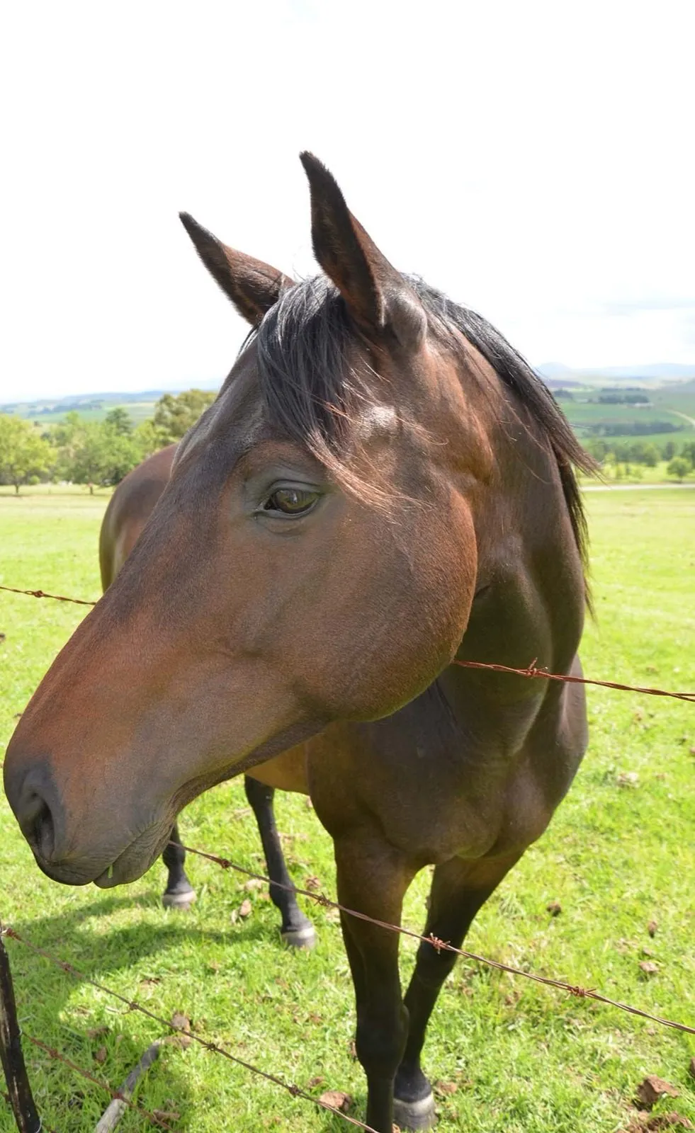 A horse looking straight at the camera
