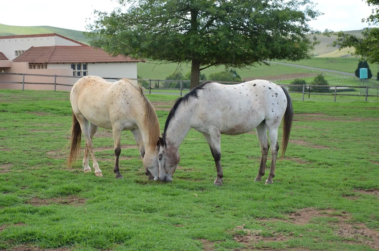 Two grey horses grazing