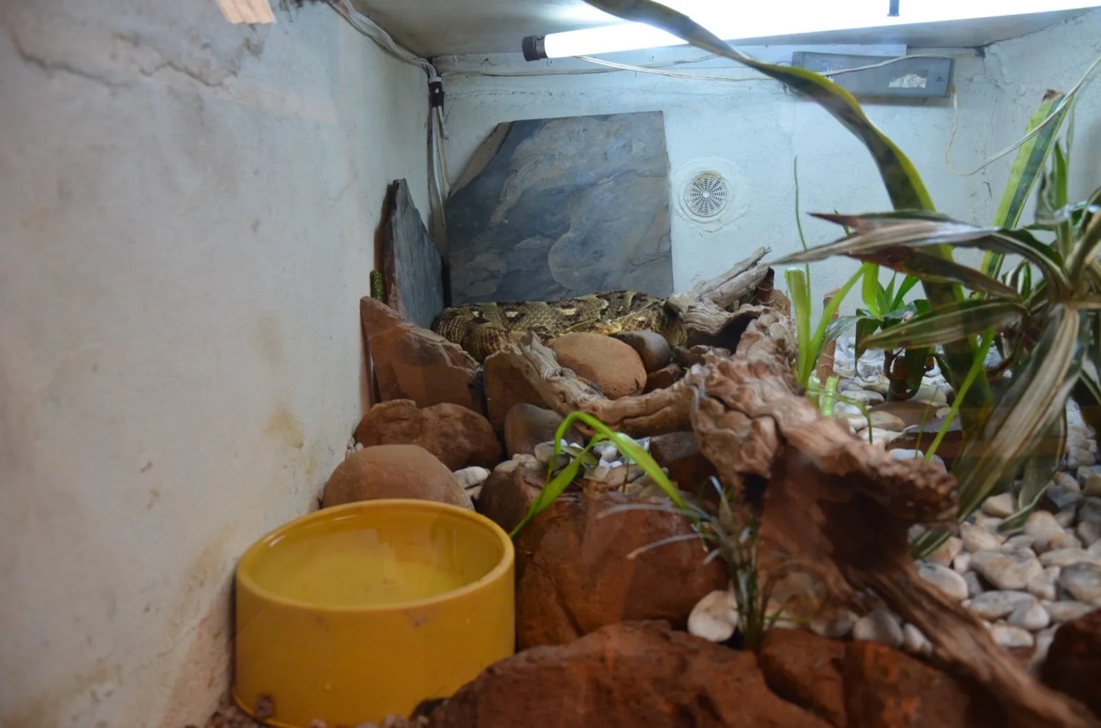 A lizard in its enclosure