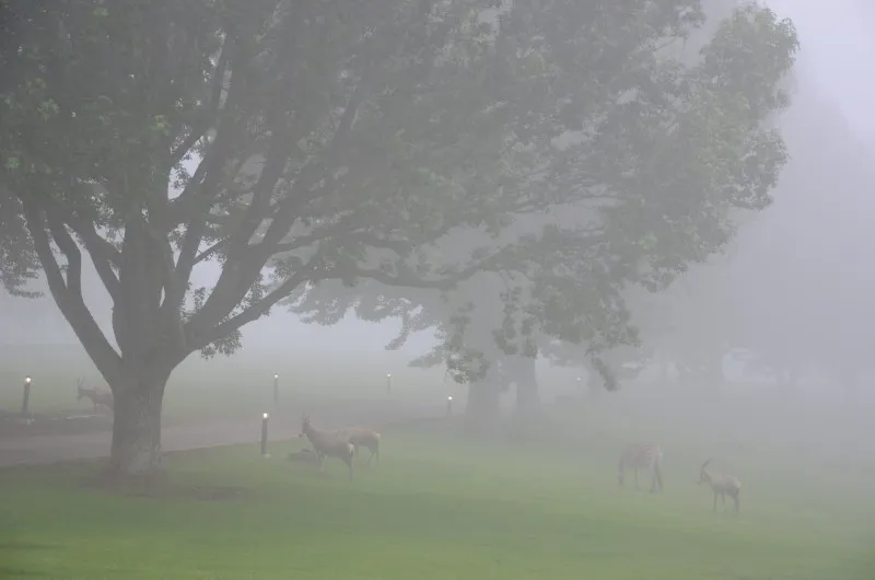 Antelope grazing in the mist beneath an old tree