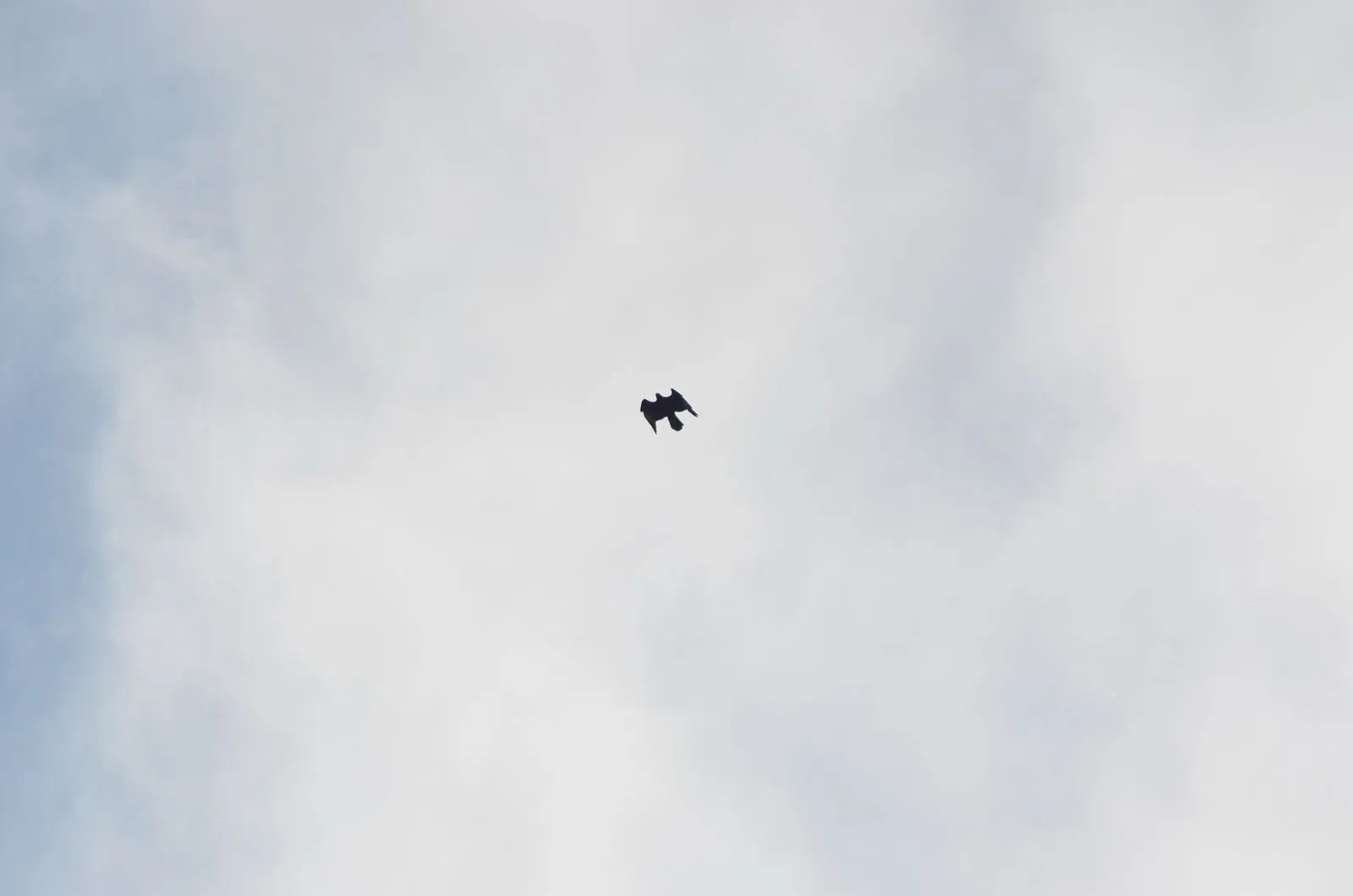 A speck against a bright sky