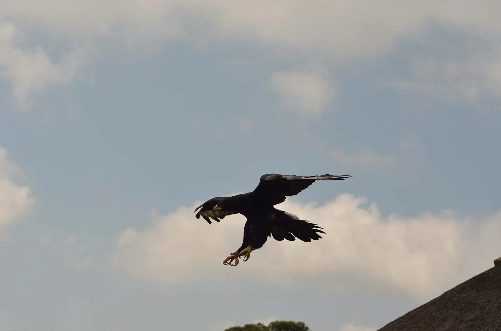 A bird stooping mid-air
