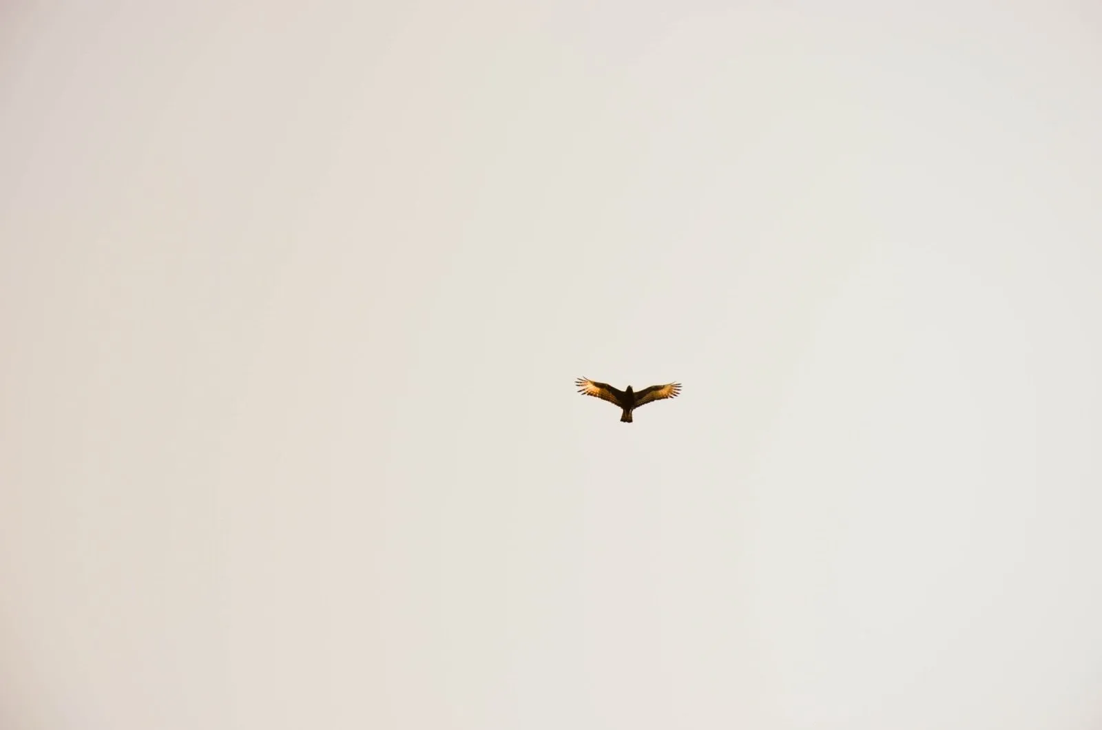 A bird against a white sky