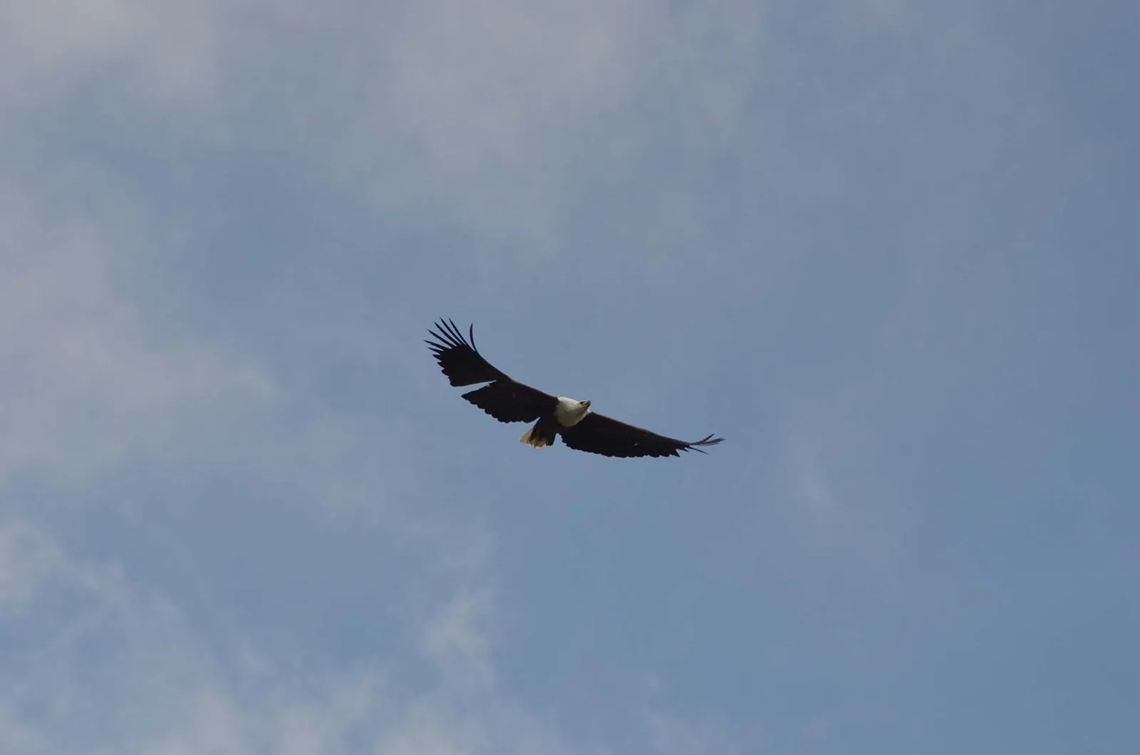 A raptor soaring overhead