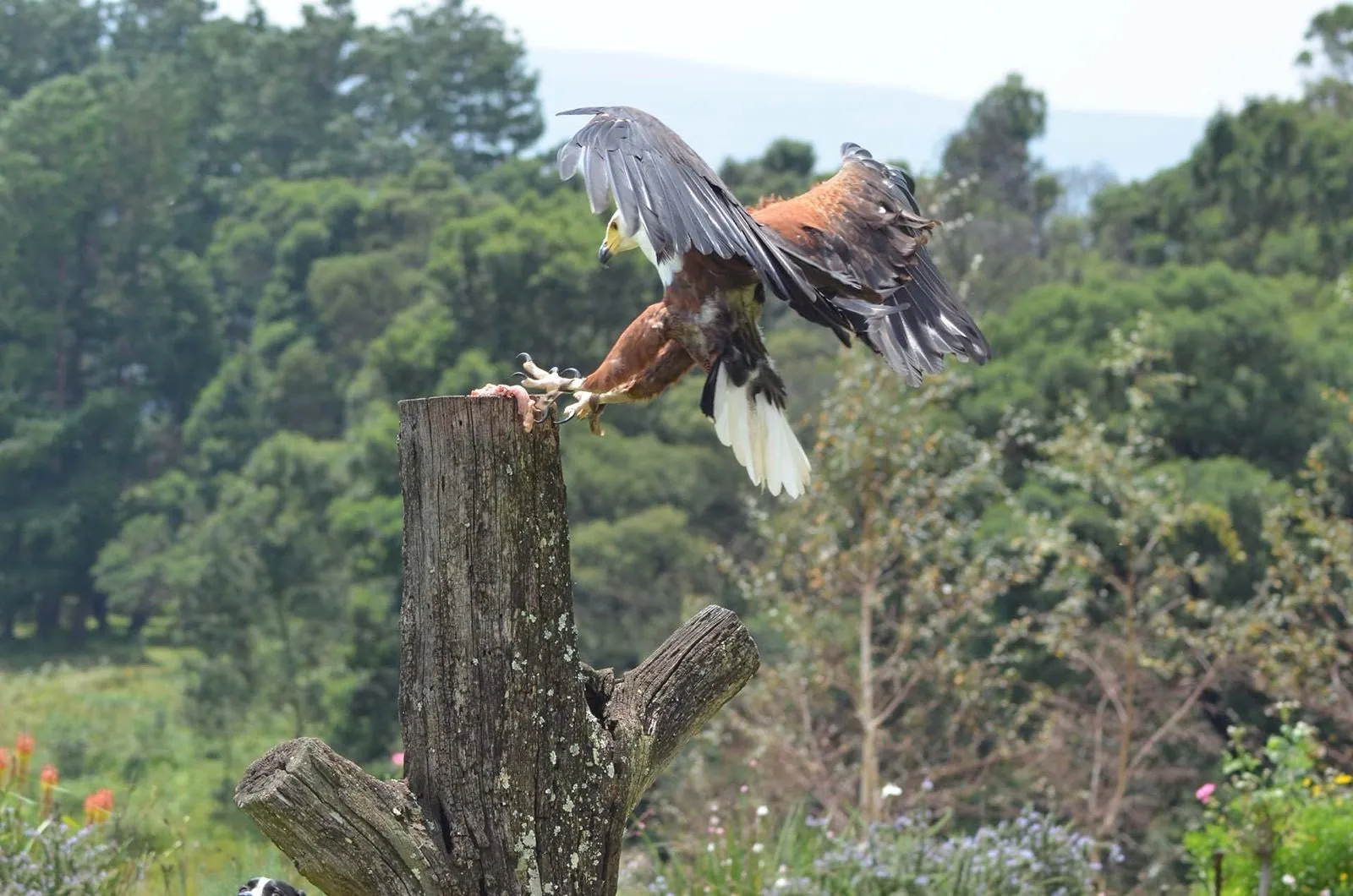A bird of prey coming in to the glove