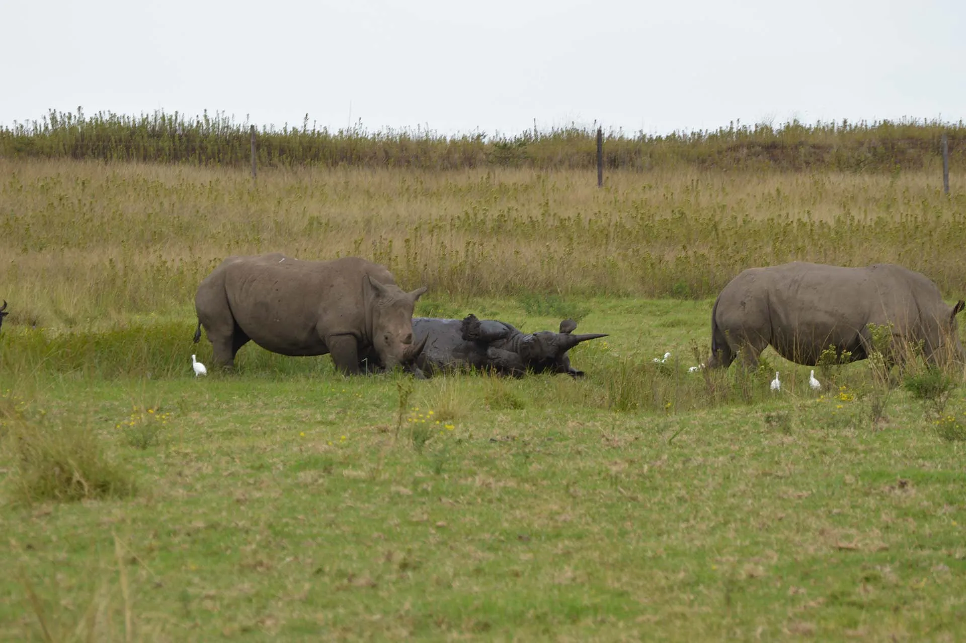 Two rhino grazing together on the open grass