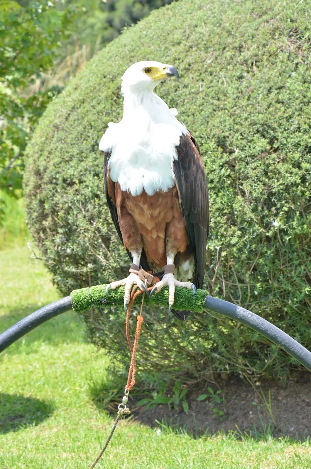 A fish eagle on its perch