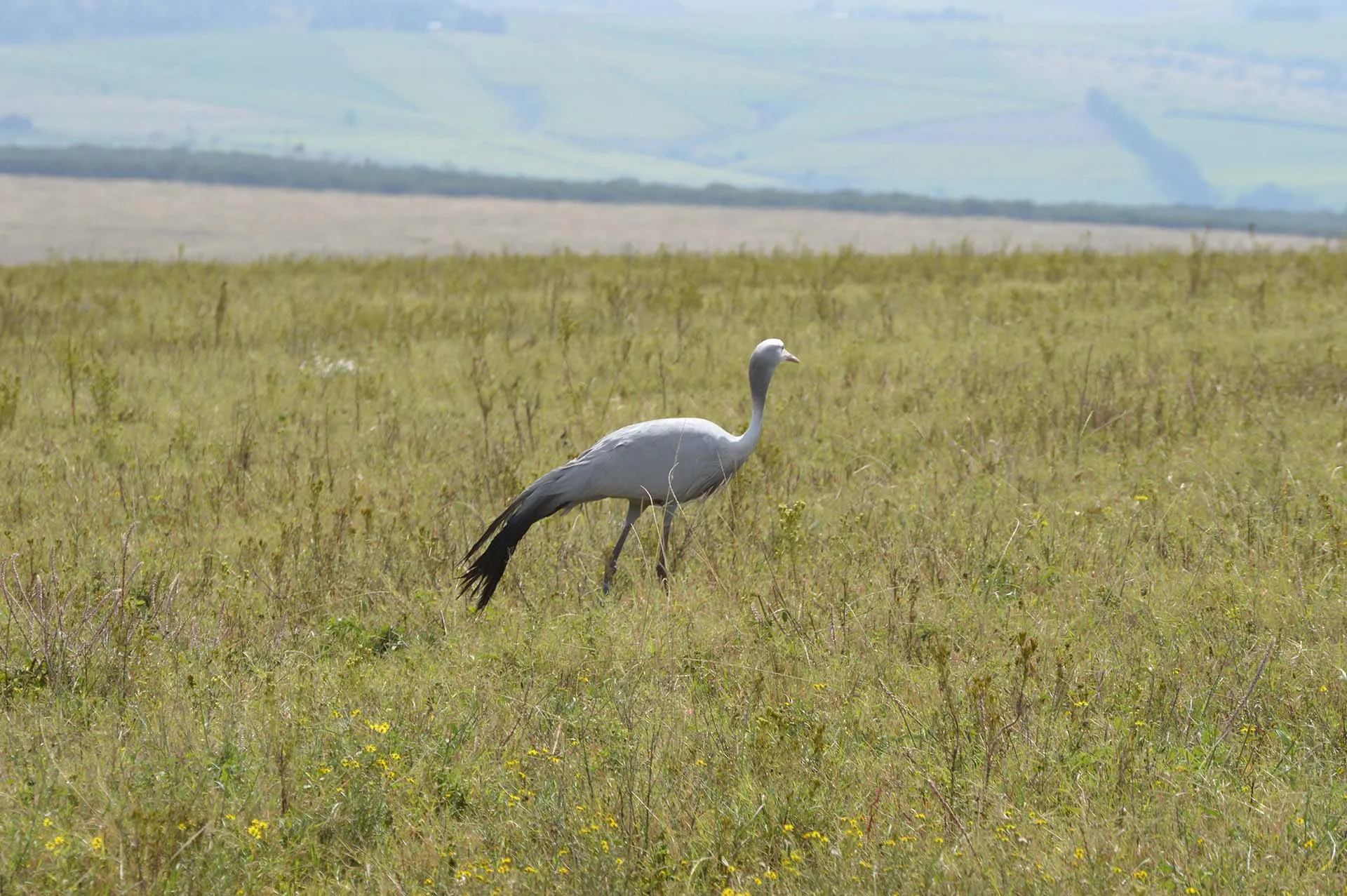 A crowned crane picking its way through the veld