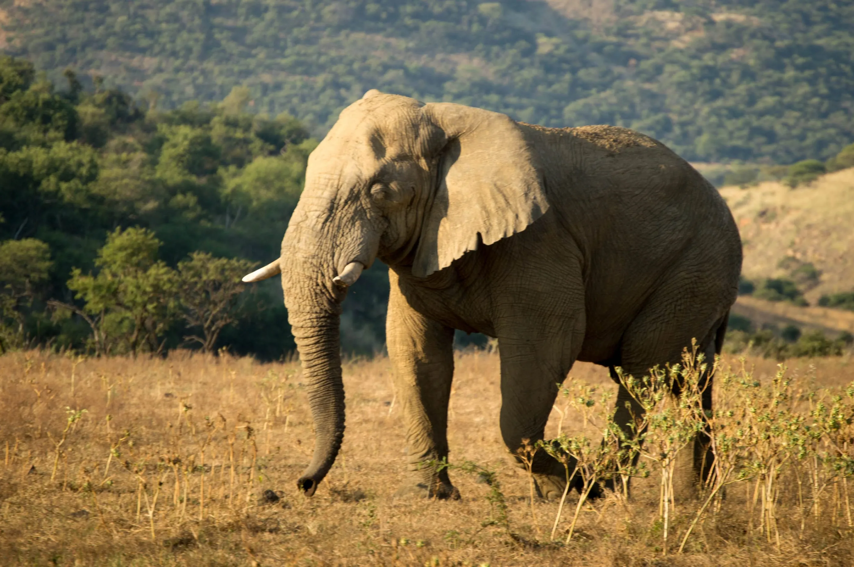 A bull elephant walking through open grassland below a ridge