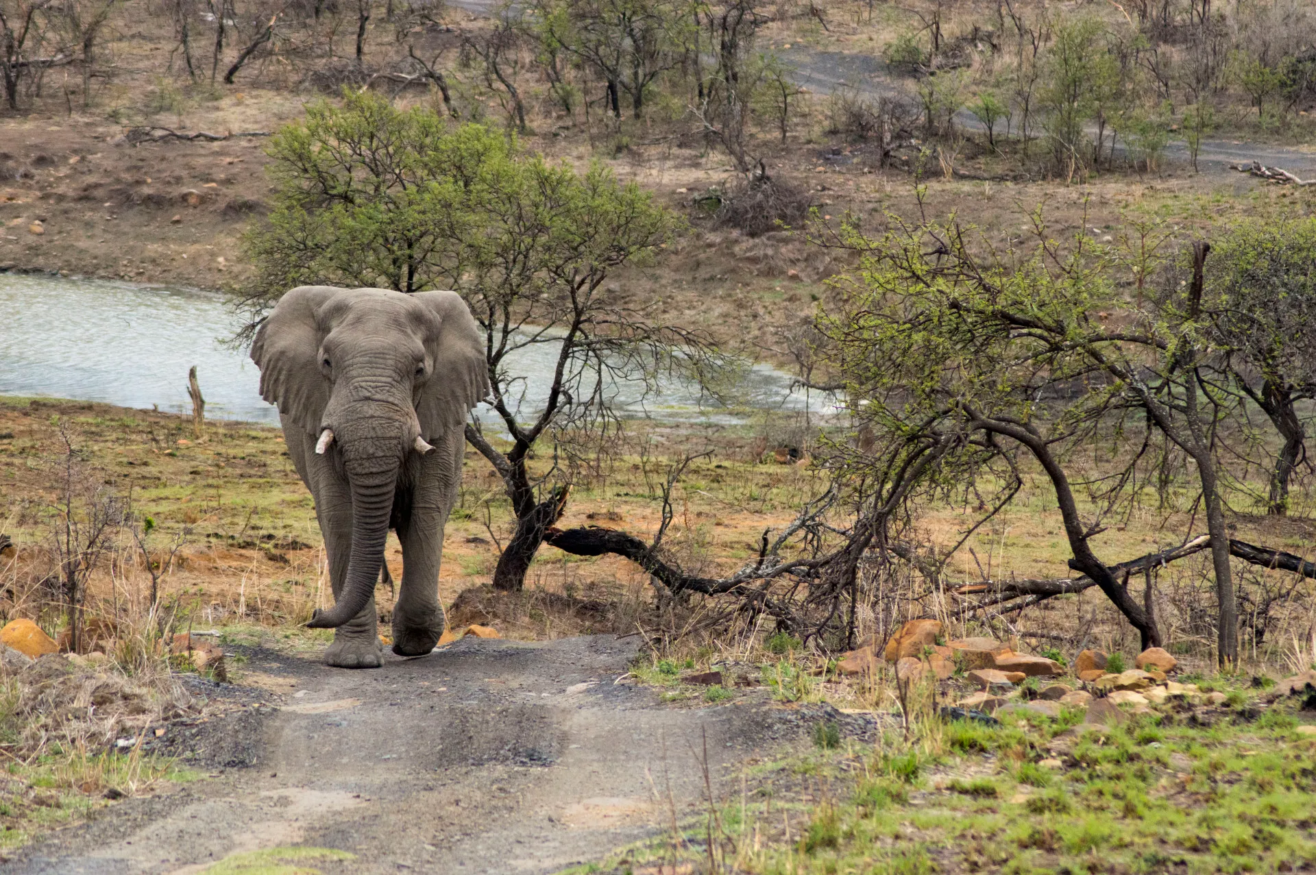 An elephant walking down to drink through thorn scrub