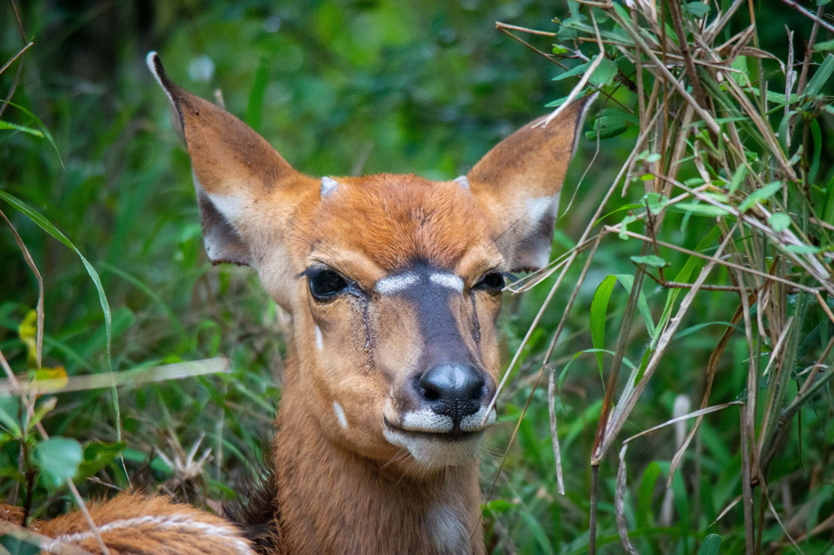 A young nyala standing alert in thick green bush