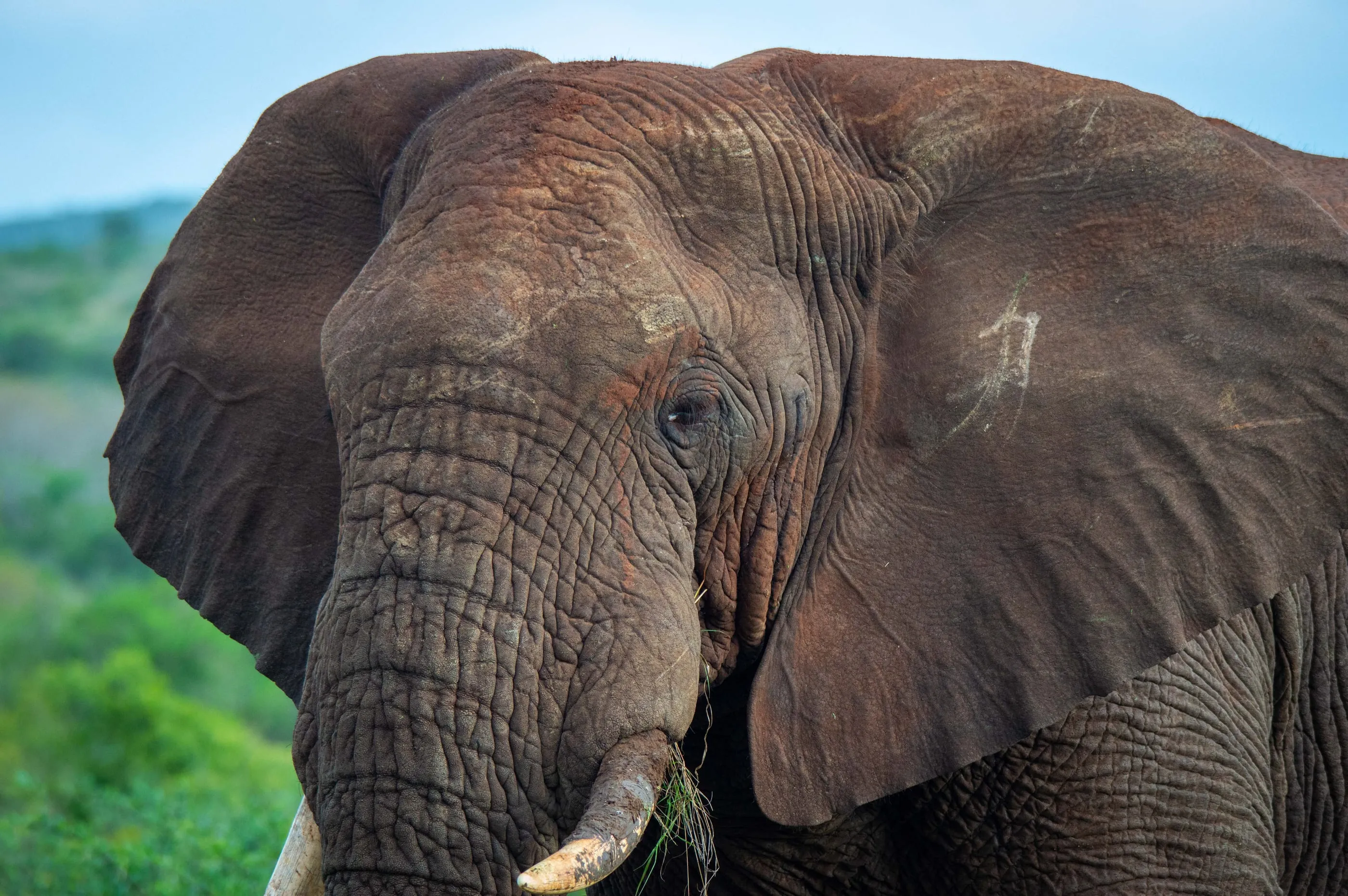 An elephant feeding at close range beside the vehicle