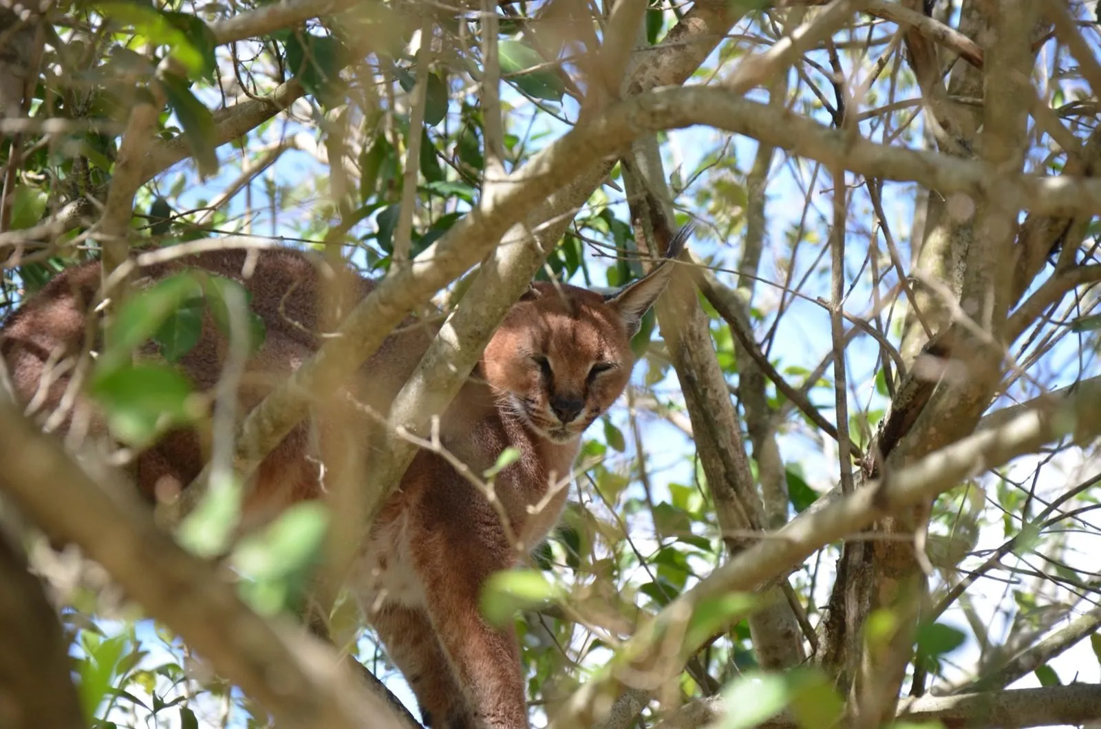 A cat in the thorn scrub