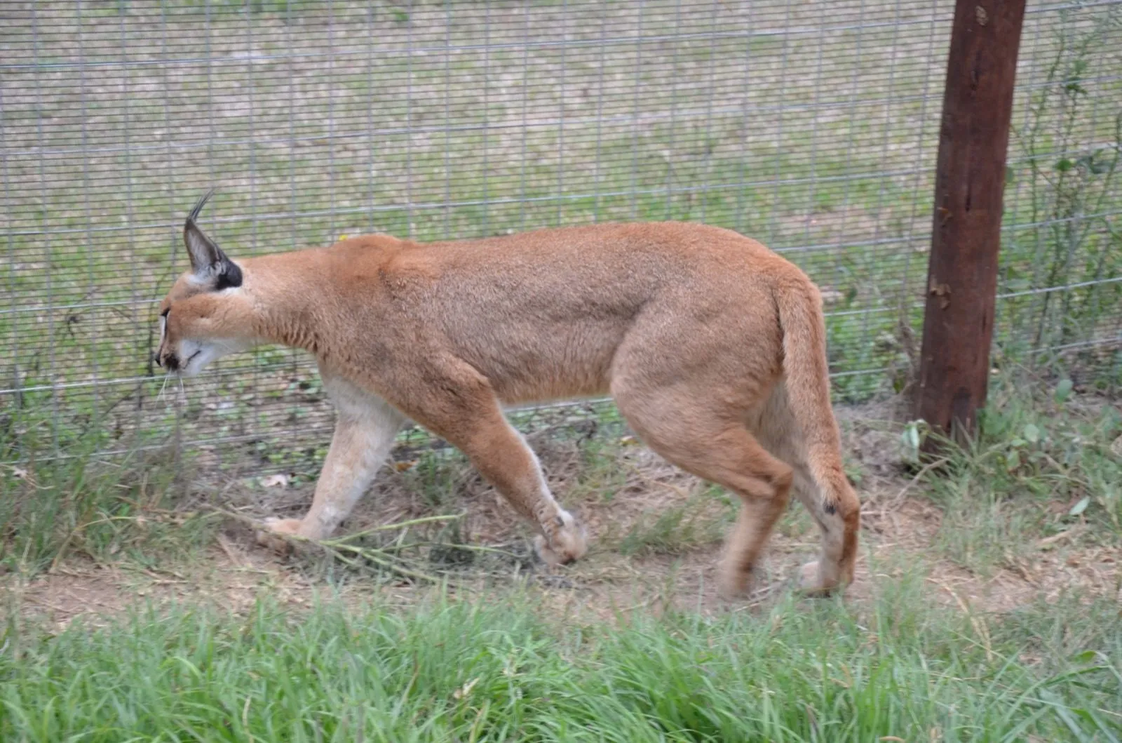 A caracal walking through the enclosure