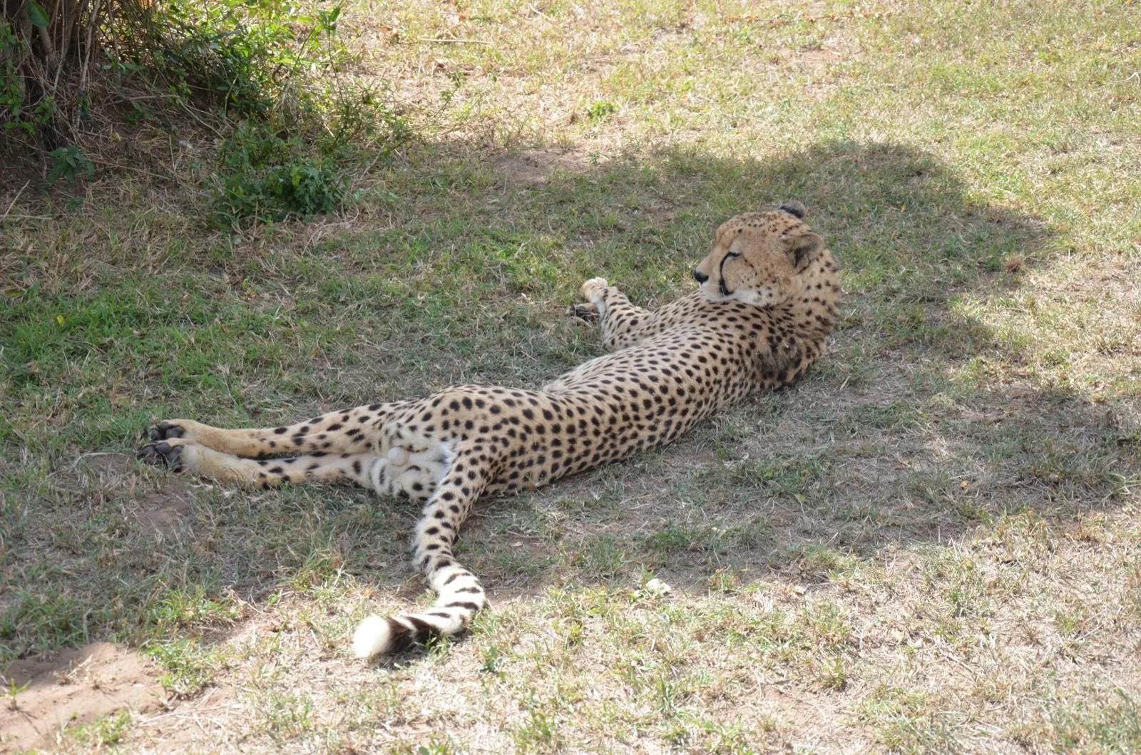 A cheetah lying in the grass