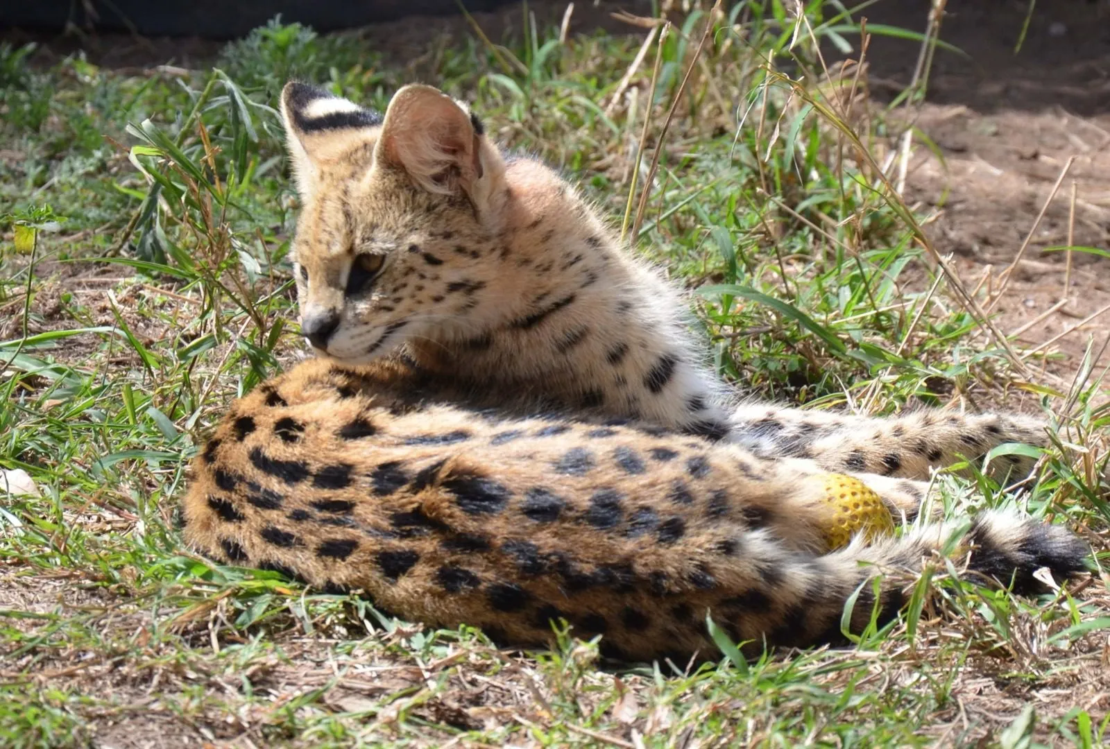 A serval lying in the shade