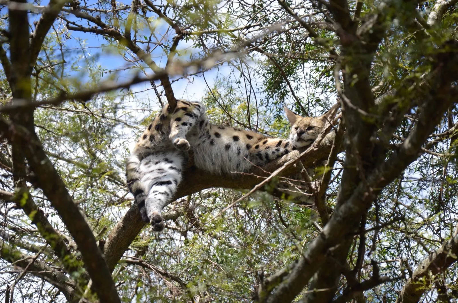 A cat stretched along a branch