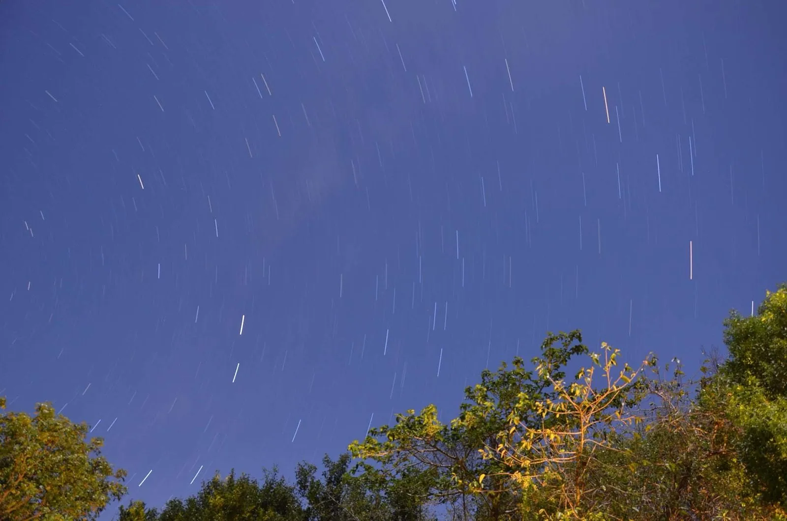 A starry night sky over the bush