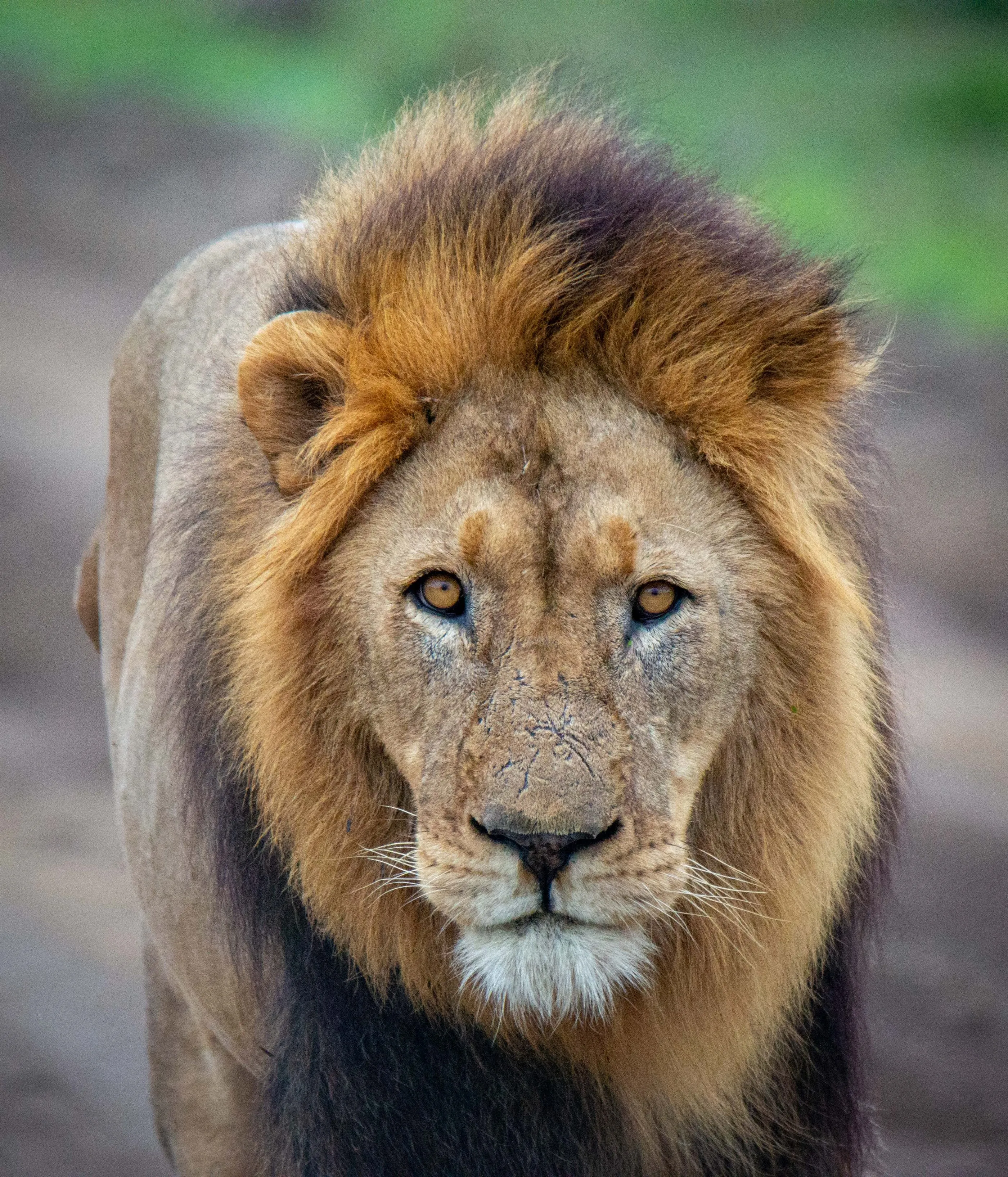 A big male lion looking directly at the camera