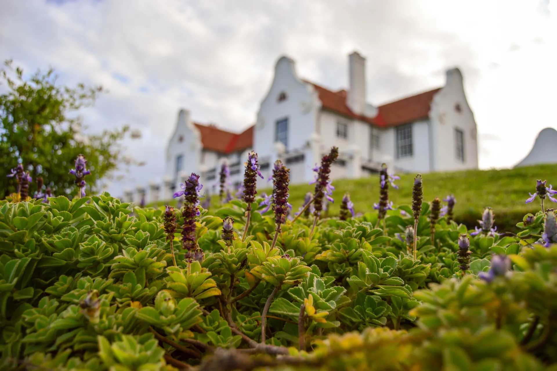 Botha House behind a bank of flowers, its white Cape Dutch gables against the sky
