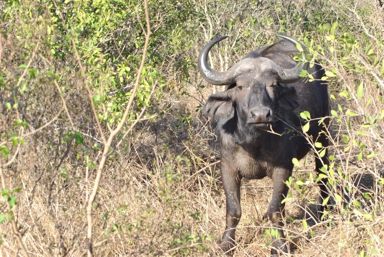 A buffalo in the scrub