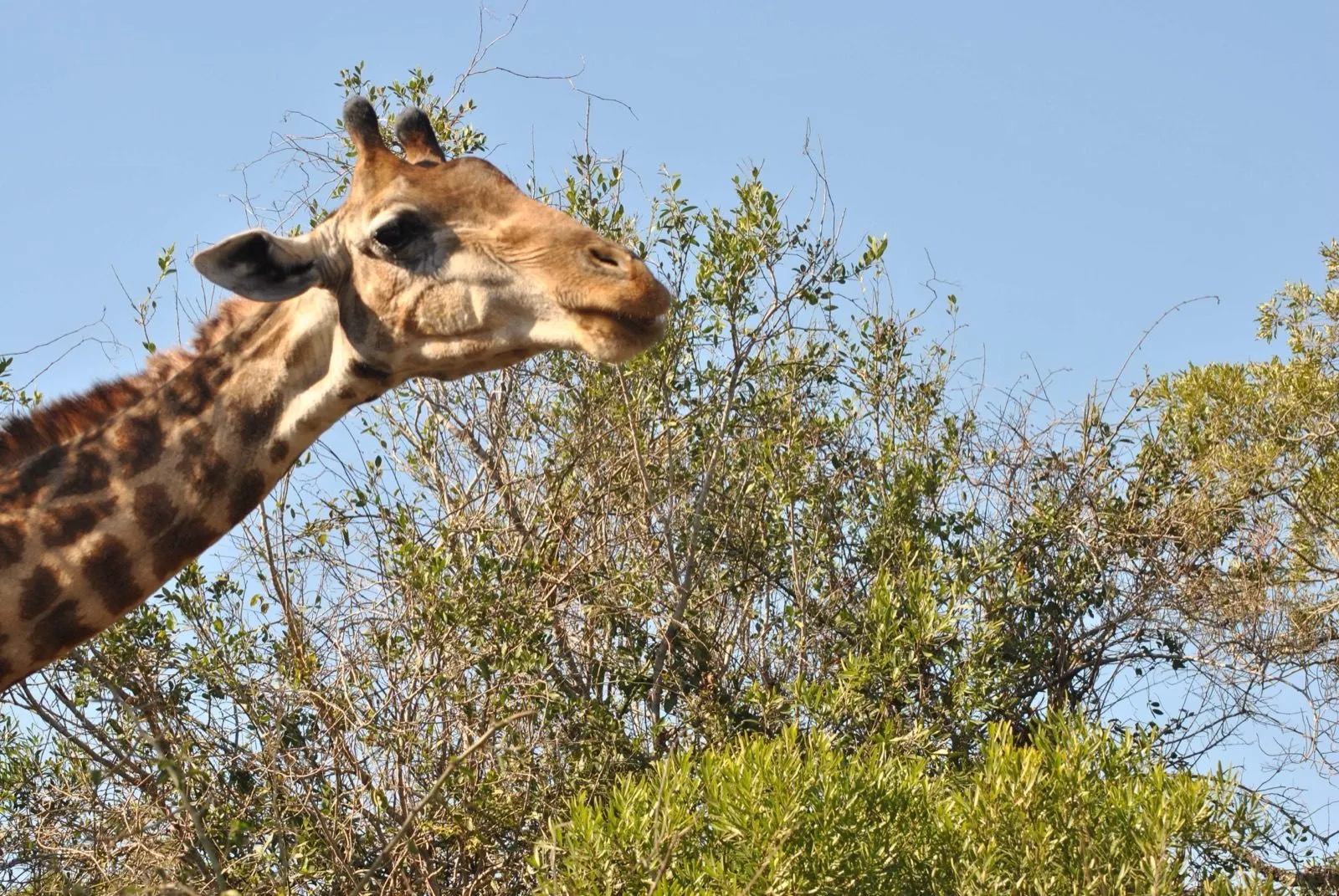 A giraffe against the trees