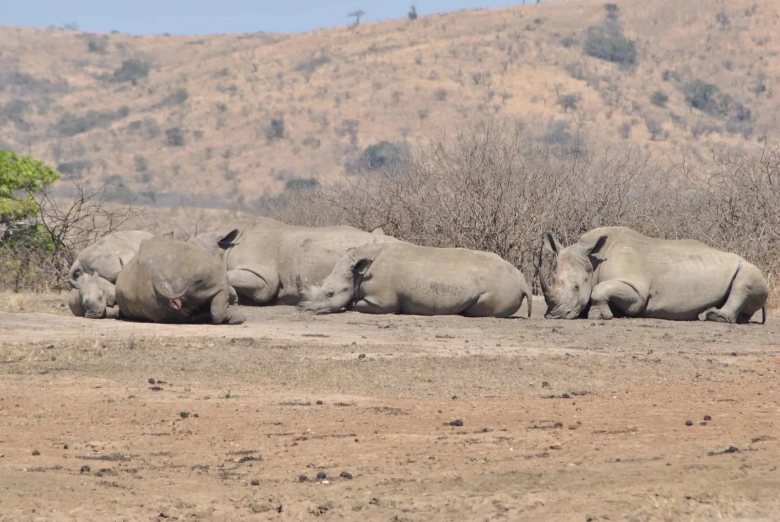 White rhino resting in the open