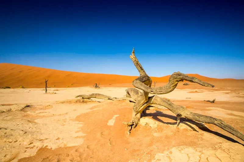 Dead camel thorn trees standing on the white clay pan at Dead Vlei