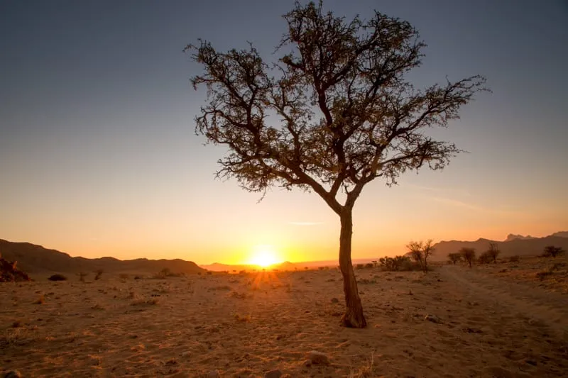 A bare desert tree silhouetted against the setting sun