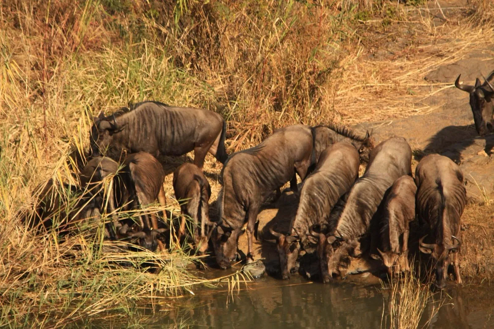 Elephants crowded in to drink