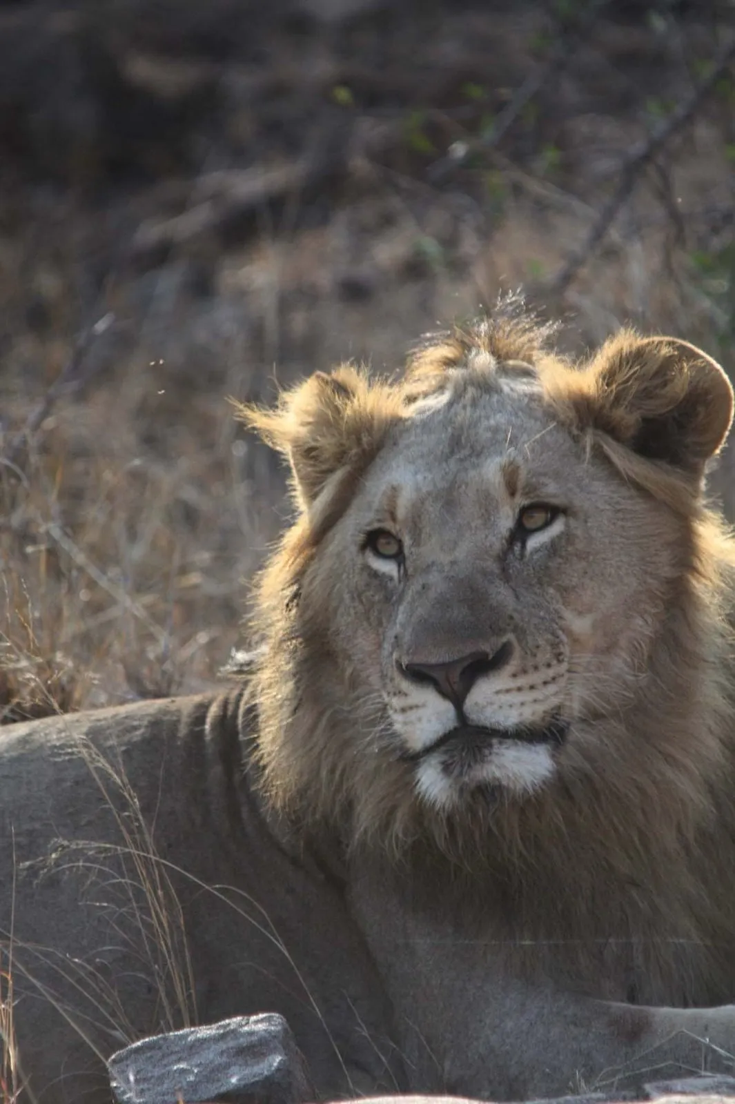 A male lion looking straight at the camera