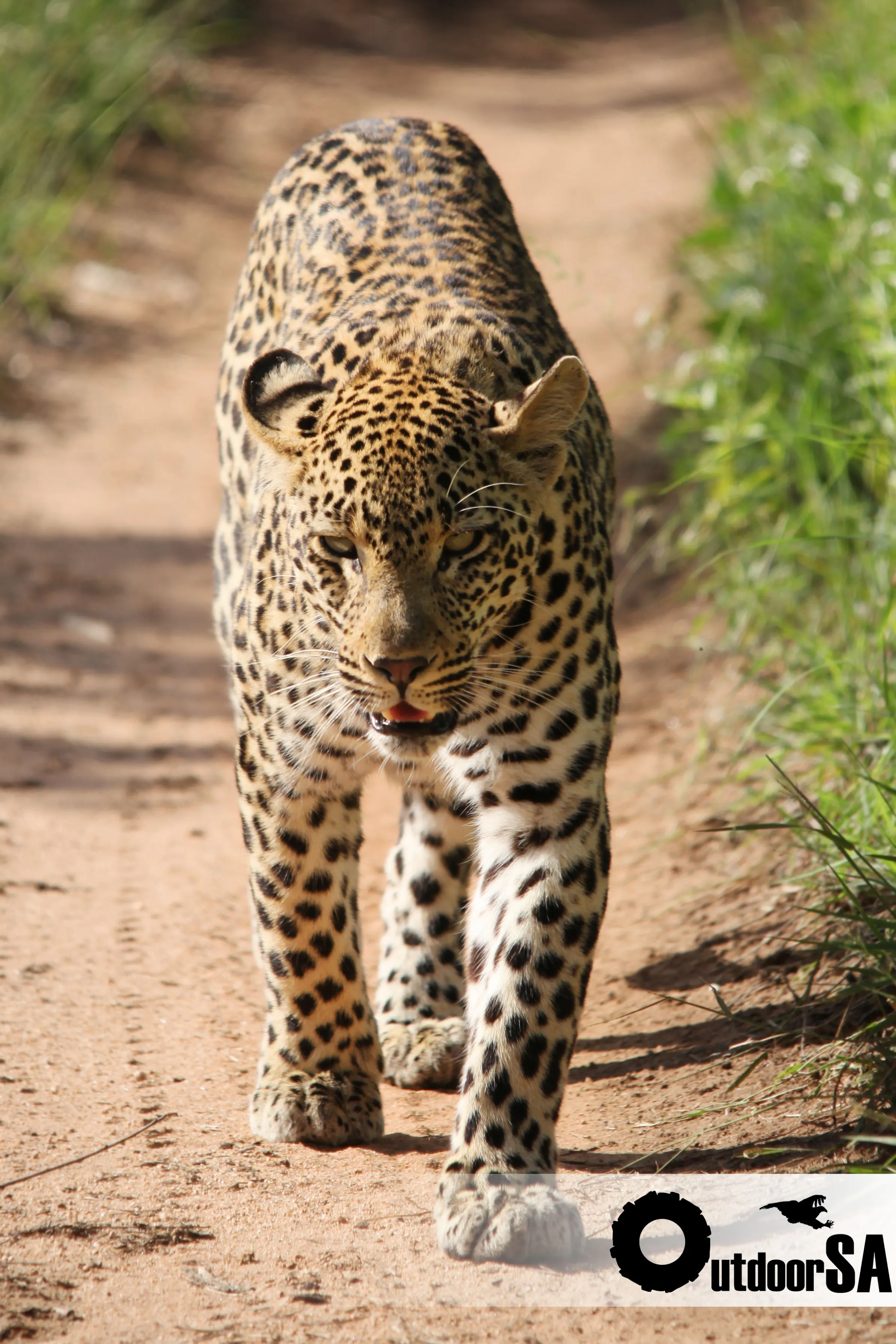 A leopard walking straight down the sand road towards the vehicle