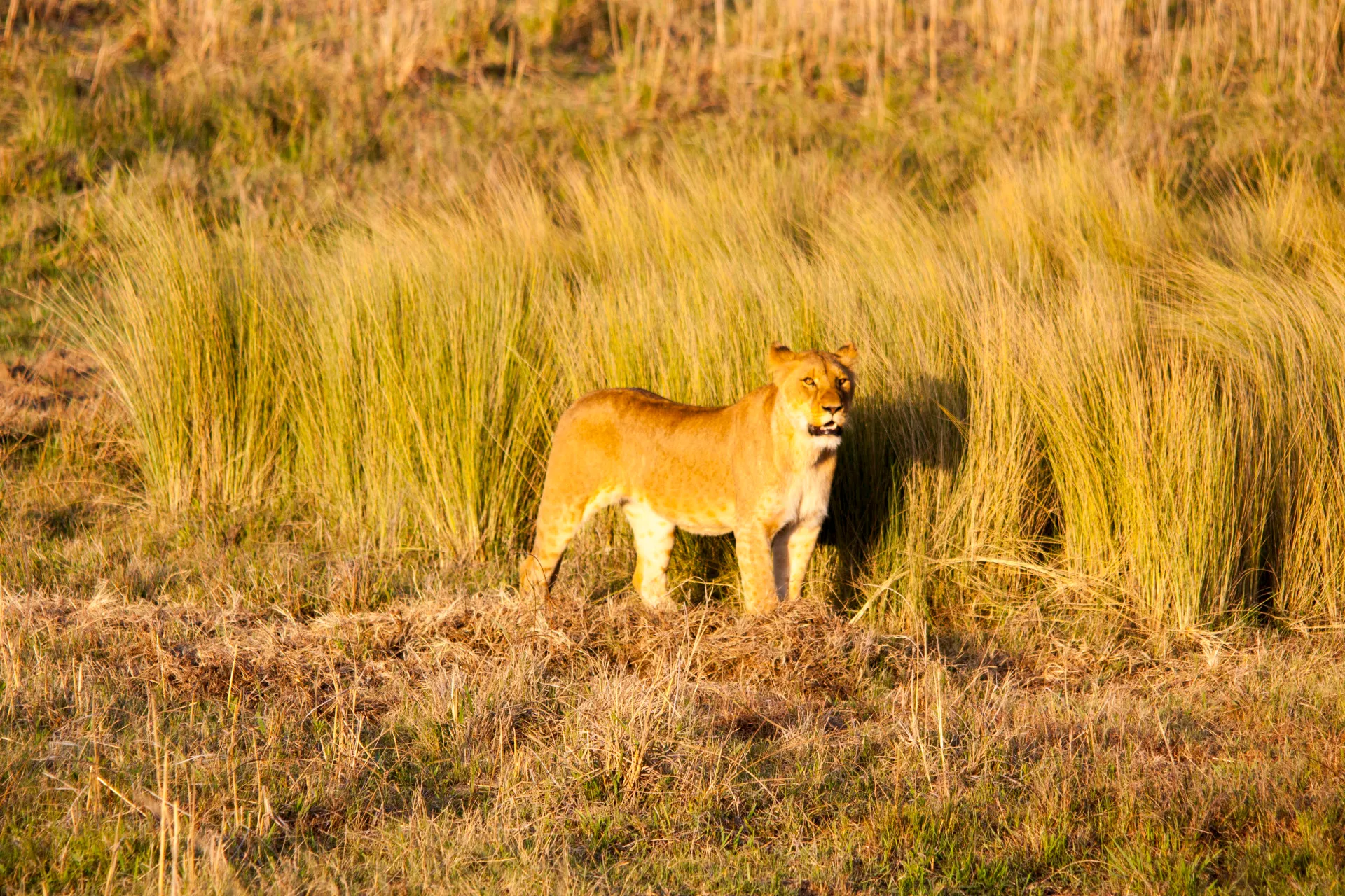A lioness standing alert in long grass