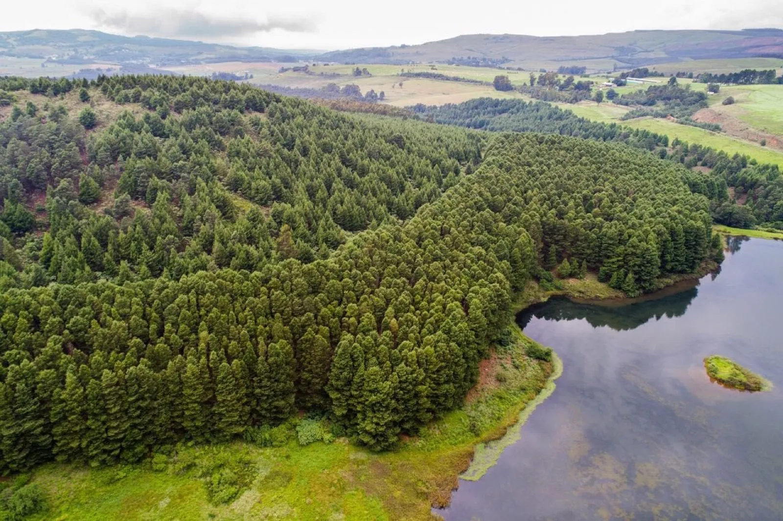 The lake and forest seen from the air