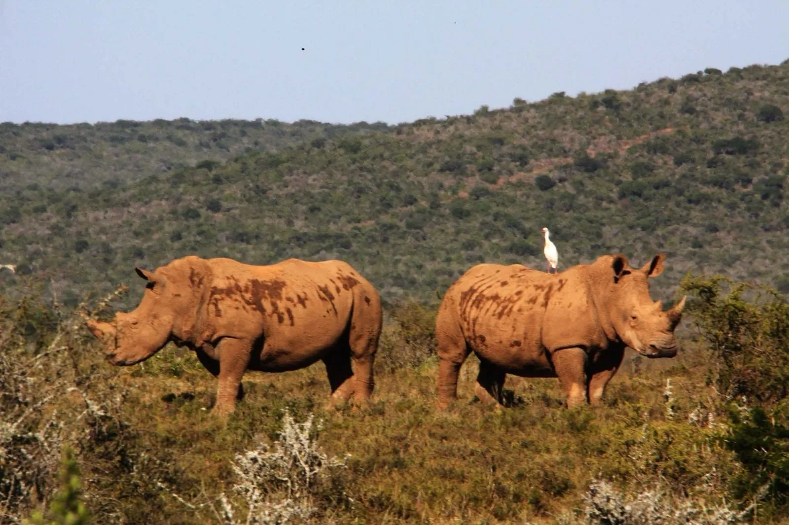 Two rhino out in the veld