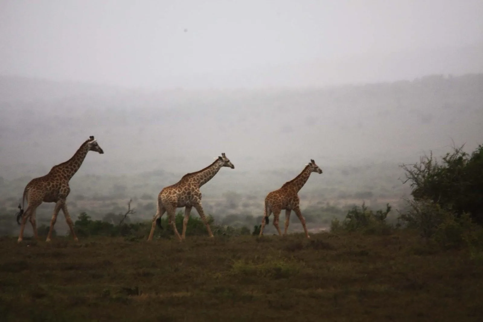Giraffe walking through the mist