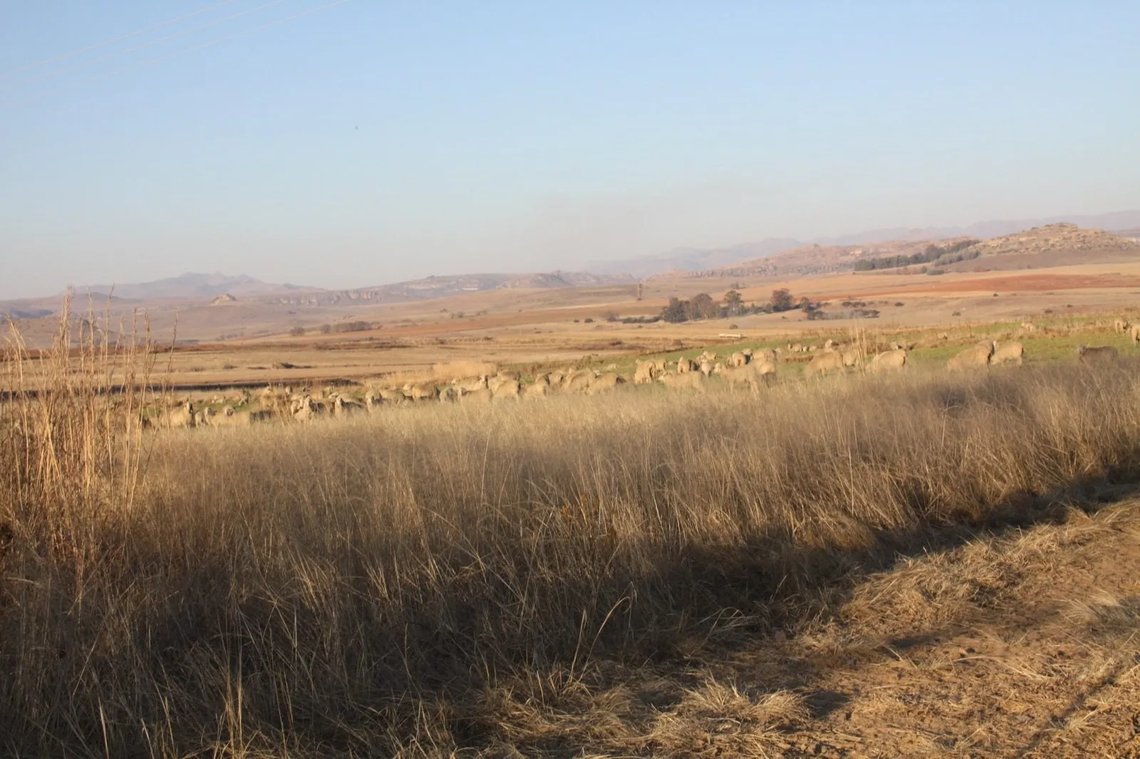 Open grassland under a wide sky
