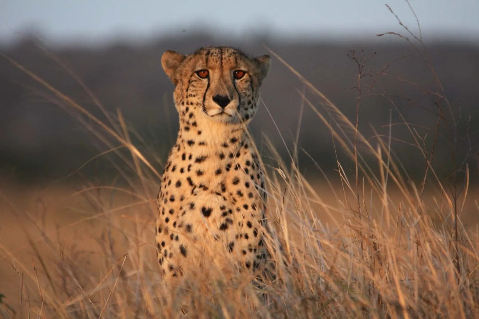 A cheetah sitting up in the long grass