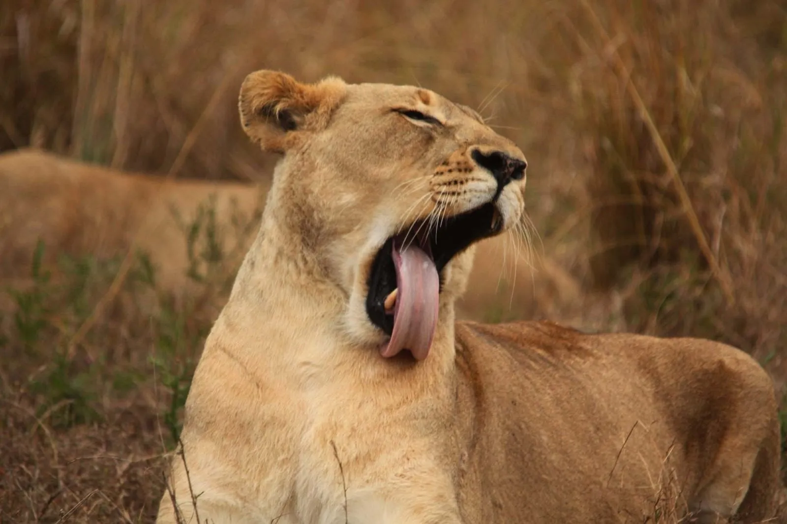 A lioness yawning wide